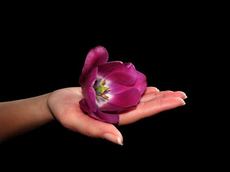 Female hand holding a flower Tulip on hand. Black background.