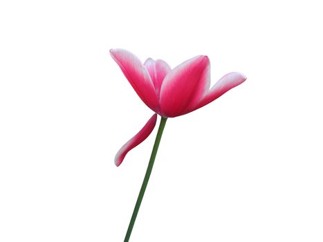 Flower tulip. Pink. With a white background. The white edges.