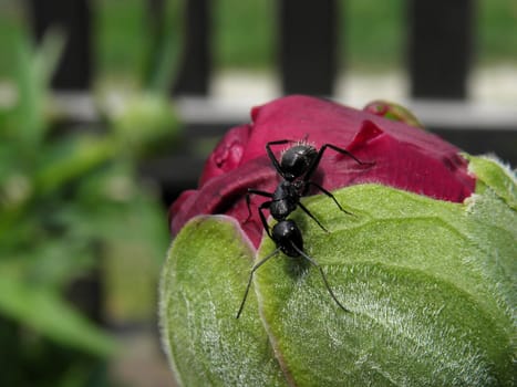 Ant photographed so curiously walk by yet lush flower.