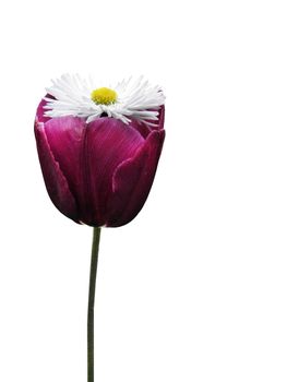 Purple tulip flower. The flower is another flower. Daisy all colors. On a white background.