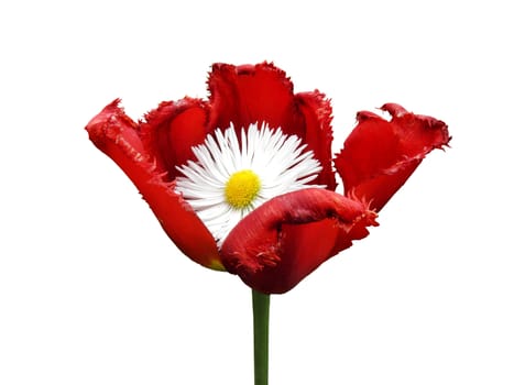 Tulip flower red. The flower is another flower. Daisy all colors. On a white background.