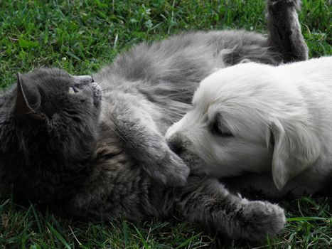 Dog and cat enjoy the game.