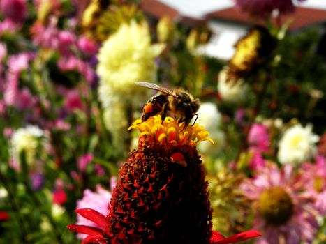 Bee on a flower with a colorful floral background.