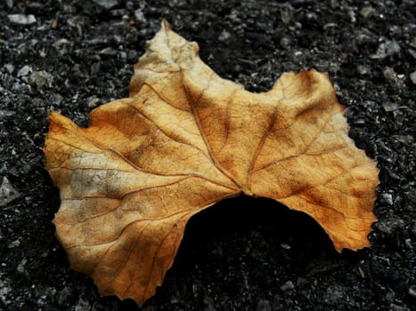 Yellow leaf which symbolizes the arrival of autumn.