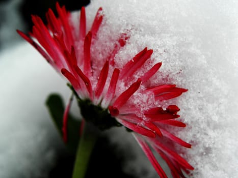 Flower who was surprised by the snow and half-buried.