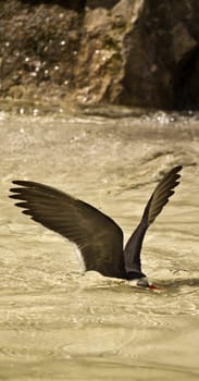 An bird at the seaside cooling off in the water