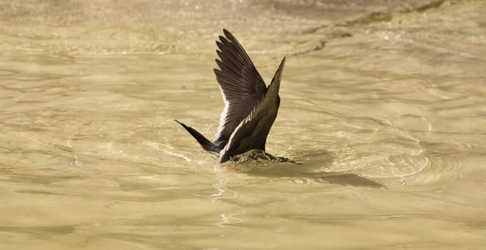 An bird at the seaside cooling off in the water