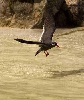 An bird at the seaside cooling off in the water