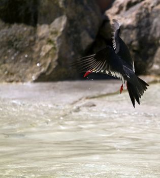 An bird at the seaside cooling off in the water