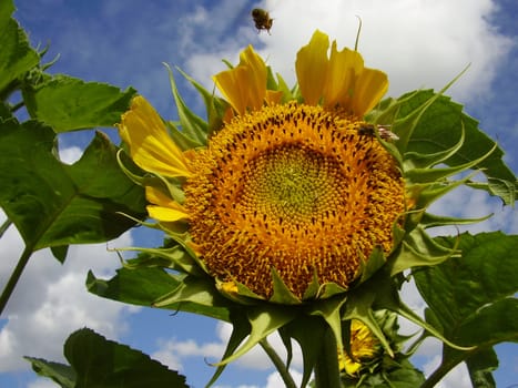 Summer midday. The bee collects nectar on a flower of the sunflower shined with bright beams of the sun. The bumblebee flies up to a flower. 