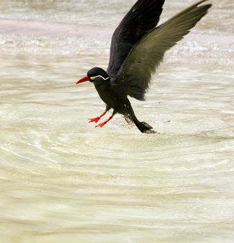 An bird at the seaside cooling off in the water