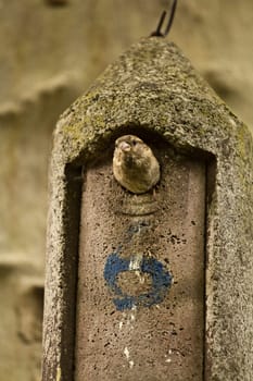 A traditional bird box with bird emerging