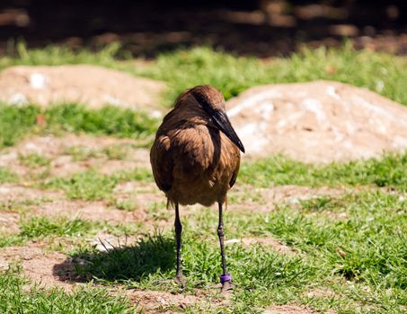 A Bird pauses on the grass of a meadow in summer