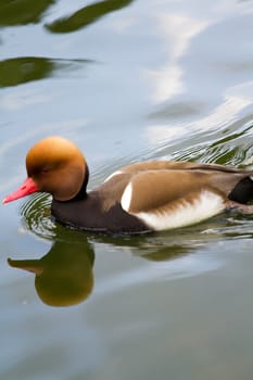A Duck swims smoothly across the cool lake water in summer