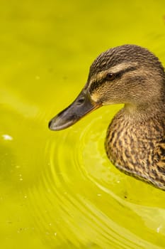 A Duck swims smoothly across the cool lake water in summer