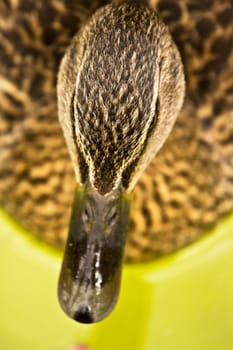 A Duck swims smoothly across the cool lake water in summer