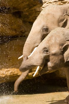 Elephants splashing & playing with water by the watering hole