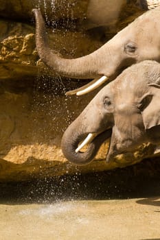 Elephants splashing & playing with water by the watering hole