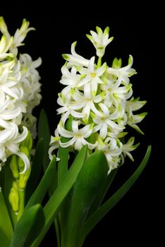 White hyacinth flowers in the spring on black background