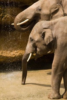 Elephants splashing & playing with water by the watering hole