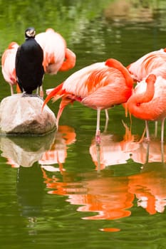 Flamingos rest by the cool lake water from the summer sun