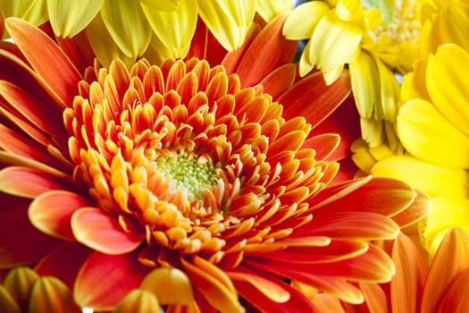 Close-up of orange gerberas daisy