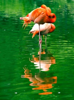 Flamingos rest by the cool lake water from the summer sun