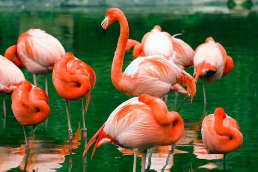 Flamingos rest by the cool lake water from the summer sun