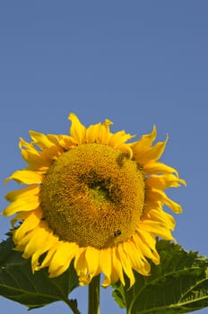 Ripe sunflower head and bumblebee collecting nectar from it.