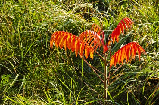 Little tree with beautiful reddish leaves in autumn. Lonely tree in meadow.