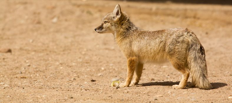 A light colored fox pauses to rest from the warm sun