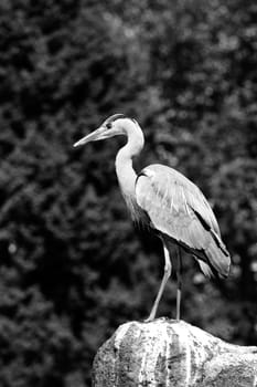 A Heron perched overlooking the still lake water below