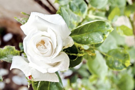 White rose blossom in a green garden 