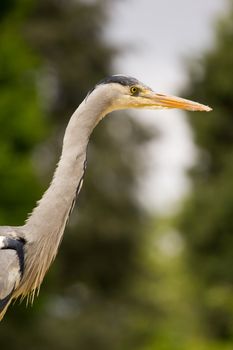A Heron perched overlooking the still lake water below