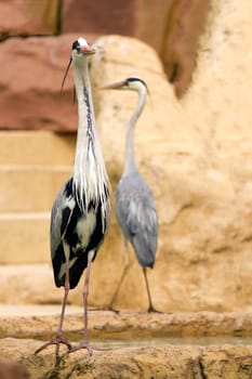 A Heron perched overlooking the still lake water below