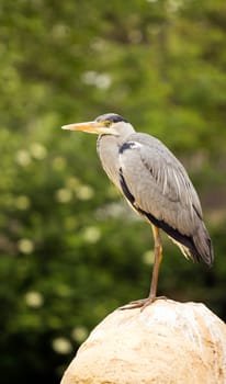 A Heron perched overlooking the still lake water below