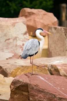 A Heron perched overlooking the still lake water below