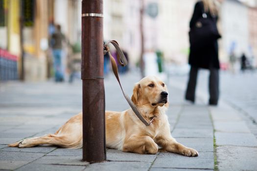 cute dog waiting patiently for his master on a city street