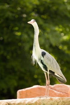 A Heron perched overlooking the still lake water below