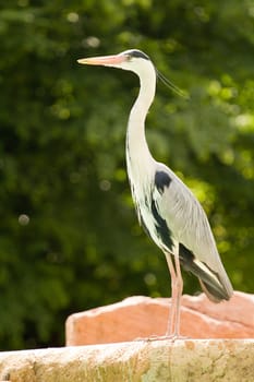 A Heron perched overlooking the still lake water below