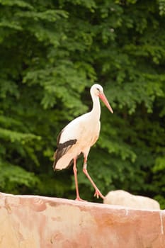 A Heron perched overlooking the still lake water below