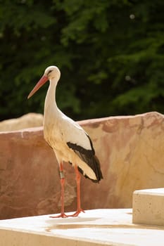 A Heron perched overlooking the still lake water below