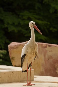 A Heron perched overlooking the still lake water below
