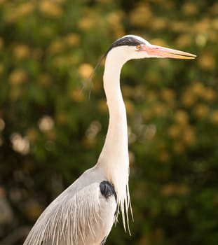 A Heron perched overlooking the still lake water below
