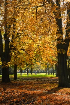 Castagnea or Chestnut - Sunlight through trees in autumn park