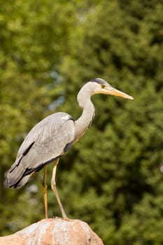 A Heron perched overlooking the still lake water below
