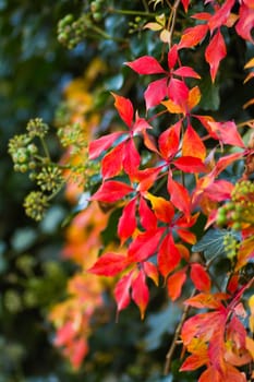 Red leaves of colorful Virginian creeper and common ivy in autumn