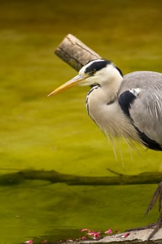 A Heron perched overlooking the still lake water below