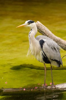 A Heron perched overlooking the still lake water below