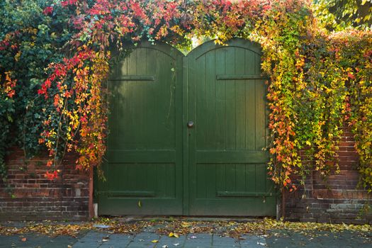 Gate with green painted wooden doors, overgrown with colorful Virinian creeper in fall